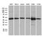UBA Domain Containing 1 antibody, M12398, Boster Biological Technology, Western Blot image 