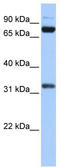 TATA-Box Binding Protein Associated Factor 6 antibody, TA343551, Origene, Western Blot image 