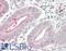 C-X-C Motif Chemokine Ligand 10 antibody, LS-B13690, Lifespan Biosciences, Immunohistochemistry paraffin image 
