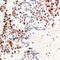 Activating Transcription Factor 2 antibody, abx133004, Abbexa, Western Blot image 