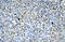 Asialoglycoprotein Receptor 2 antibody, 27-958, ProSci, Immunohistochemistry frozen image 