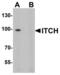 E3 ubiquitin-protein ligase Itchy homolog antibody, LS-C201178, Lifespan Biosciences, Western Blot image 