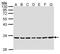 Methylenetetrahydrofolate Dehydrogenase (NADP+ Dependent) 2, Methenyltetrahydrofolate Cyclohydrolase antibody, PA5-28169, Invitrogen Antibodies, Western Blot image 