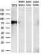 Protein Phosphatase 1 Regulatory Subunit 15A antibody, MA5-25874, Invitrogen Antibodies, Western Blot image 