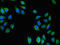 USH1 Protein Network Component Harmonin Binding Protein 1 antibody, LS-C399667, Lifespan Biosciences, Immunofluorescence image 