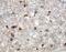Resistin antibody, AF1069, R&D Systems, Immunohistochemistry frozen image 