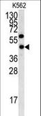 Ly1 Antibody Reactive antibody, LS-C100916, Lifespan Biosciences, Western Blot image 