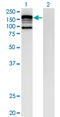 CAP-Gly Domain Containing Linker Protein 2 antibody, LS-C198440, Lifespan Biosciences, Western Blot image 