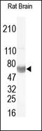 GFAP antibody, 251752, Abbiotec, Western Blot image 