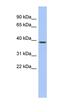 Diencephalon/Mesencephalon Homeobox 1 antibody, orb324705, Biorbyt, Western Blot image 