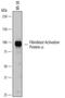 Fibroblast Activation Protein Alpha antibody, AF3715, R&D Systems, Western Blot image 