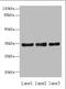 Uridine Phosphorylase 2 antibody, A61682-100, Epigentek, Western Blot image 