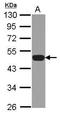 Neutrophil Cytosolic Factor 1 antibody, GTX102957, GeneTex, Western Blot image 