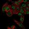 Rh Family B Glycoprotein (Gene/Pseudogene) antibody, NBP2-59022, Novus Biologicals, Immunocytochemistry image 