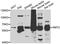 N-Myristoyltransferase 2 antibody, PA5-77109, Invitrogen Antibodies, Western Blot image 