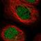 ERI1 Exoribonuclease Family Member 2 antibody, PA5-57252, Invitrogen Antibodies, Immunofluorescence image 
