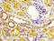 Epithelial Stromal Interaction 1 antibody, LS-C674534, Lifespan Biosciences, Immunohistochemistry paraffin image 