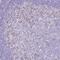 TOX High Mobility Group Box Family Member 2 antibody, NBP2-13464, Novus Biologicals, Immunohistochemistry frozen image 