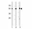 CD24 Molecule antibody, F51348-0.4ML, NSJ Bioreagents, Western Blot image 