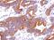 Family With Sequence Similarity 234 Member A antibody, NBP2-16999, Novus Biologicals, Immunohistochemistry paraffin image 