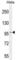 Component Of Oligomeric Golgi Complex 3 antibody, abx026276, Abbexa, Western Blot image 