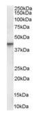 Vitamin D Receptor antibody, orb19087, Biorbyt, Western Blot image 