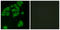 G Protein-Coupled Receptor 180 antibody, LS-C199009, Lifespan Biosciences, Immunofluorescence image 