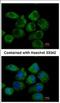 G Protein Subunit Alpha I2 antibody, NBP2-16559, Novus Biologicals, Immunofluorescence image 