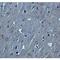 Hook Microtubule Tethering Protein 3 antibody, LS-C358512, Lifespan Biosciences, Immunohistochemistry frozen image 