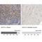 ISG15 Ubiquitin Like Modifier antibody, NBP1-89809, Novus Biologicals, Immunohistochemistry paraffin image 
