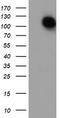 Glutamyl Aminopeptidase antibody, LS-C786691, Lifespan Biosciences, Western Blot image 