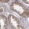 Zinc And Ring Finger 2 antibody, NBP2-68934, Novus Biologicals, Immunohistochemistry frozen image 