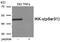 Inhibitor Of Nuclear Factor Kappa B Kinase Regulatory Subunit Gamma antibody, AP55918PU-N, Origene, Western Blot image 