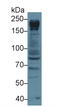 Nucleoporin 205 antibody, LS-C295693, Lifespan Biosciences, Western Blot image 