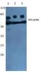 Activating Transcription Factor 2 antibody, PA5-36622, Invitrogen Antibodies, Western Blot image 