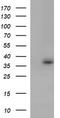 Toll Interacting Protein antibody, LS-C788408, Lifespan Biosciences, Western Blot image 