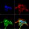 G Protein-Coupled Receptor Kinase 5 antibody, LS-C775074, Lifespan Biosciences, Immunocytochemistry image 