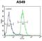 Circadian Associated Repressor Of Transcription antibody, abx025693, Abbexa, Western Blot image 