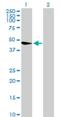 TBC1 Domain Family Member 31 antibody, H00093594-B01P, Novus Biologicals, Western Blot image 