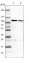 Cleavage And Polyadenylation Specific Factor 2 antibody, NBP1-82910, Novus Biologicals, Western Blot image 