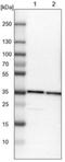 Thioredoxin Like 1 antibody, NBP1-86900, Novus Biologicals, Western Blot image 