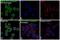 Colony Stimulating Factor 2 Receptor Alpha Subunit antibody, 11-1169-41, Invitrogen Antibodies, Immunofluorescence image 