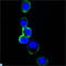 Erb-B2 Receptor Tyrosine Kinase 3 antibody, LS-C812373, Lifespan Biosciences, Western Blot image 