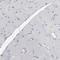 Rabphilin 3A antibody, NBP1-87940, Novus Biologicals, Immunohistochemistry paraffin image 