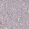 Syntaxin Binding Protein 5 antibody, HPA049727, Atlas Antibodies, Immunohistochemistry frozen image 