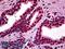 Myocyte Enhancer Factor 2A antibody, LS-B5470, Lifespan Biosciences, Immunohistochemistry frozen image 