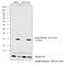 Histone Cluster 4 H4 antibody, PA5-40085, Invitrogen Antibodies, Western Blot image 