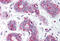 TBC1 Domain Family Member 1 antibody, MBS241324, MyBioSource, Immunohistochemistry frozen image 