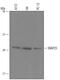 Synaptosome Associated Protein 25 antibody, AF5946, R&D Systems, Western Blot image 