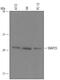 Synaptosome Associated Protein 25 antibody, AF5946, R&D Systems, Western Blot image 